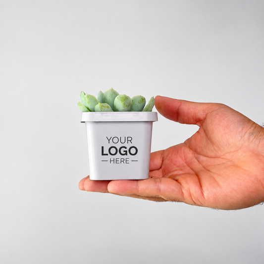 A hand holding a small white square planter with a green succulent. The planter has placeholder text that reads 'YOUR LOGO HERE -'.