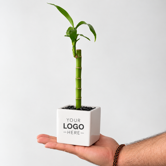 A small potted bamboo plant in a white square planter held in a person's hand against a light gray background. The planter has placeholder text reading 'YOUR LOGO - HERE-'.
