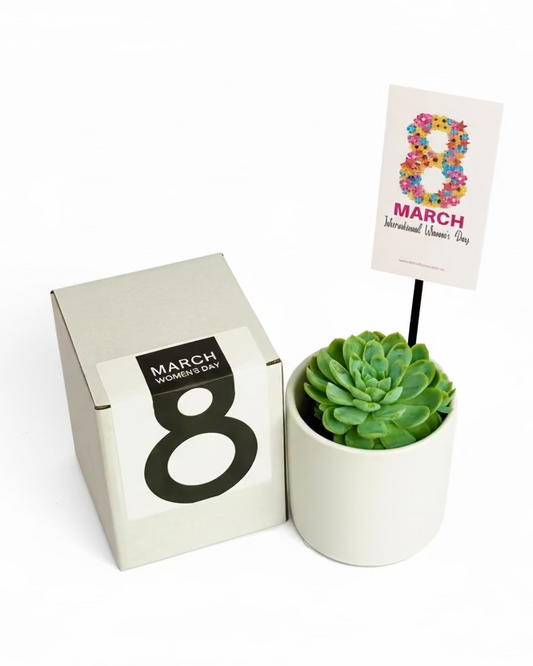 Small potted succulent for women day with a 'March 8' card on a white background