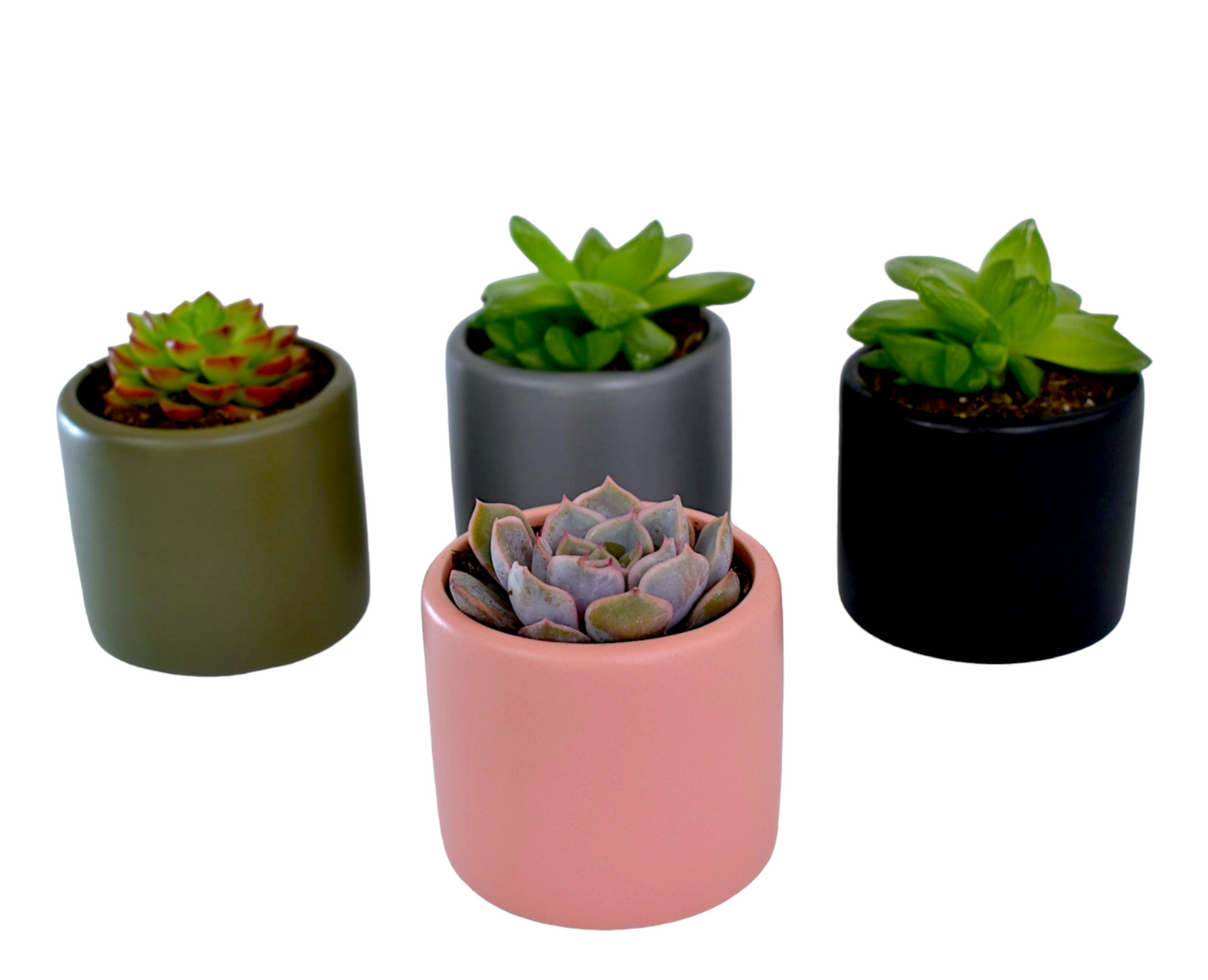 mixed colour succulent pots
