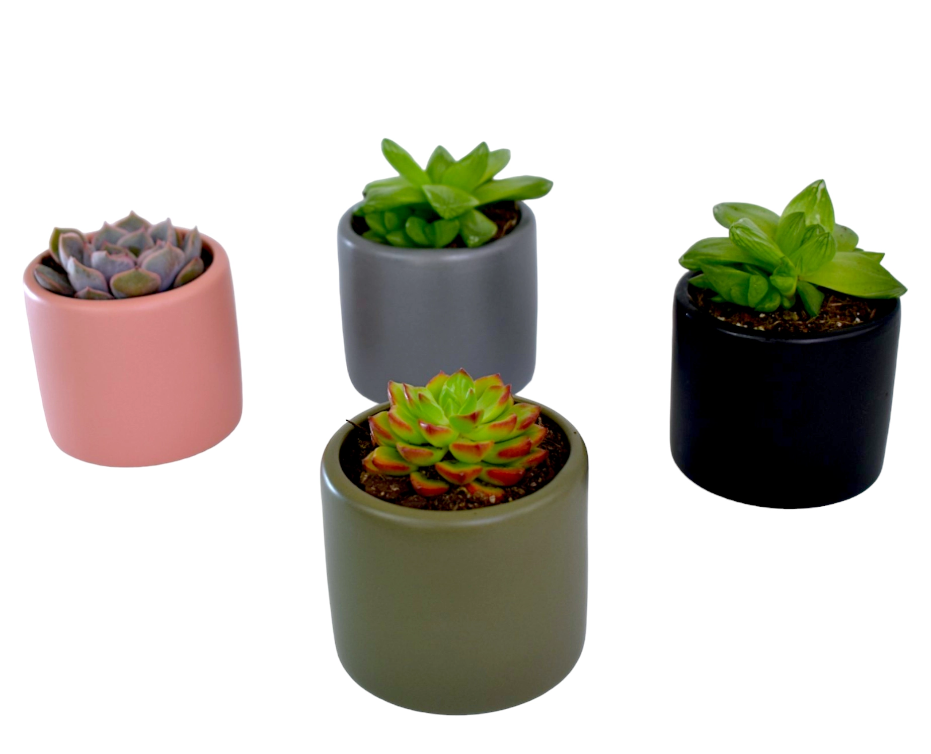 succulents in colourful pots