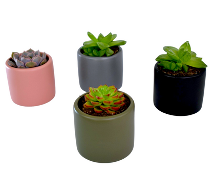 succulents in colourful pots