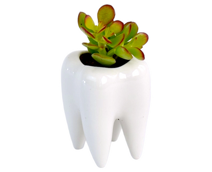 succulent gifts for dentist