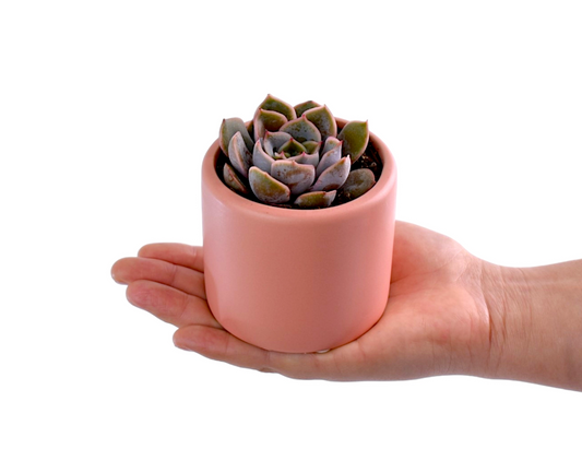 Succulent in Pink pot - Office Flower