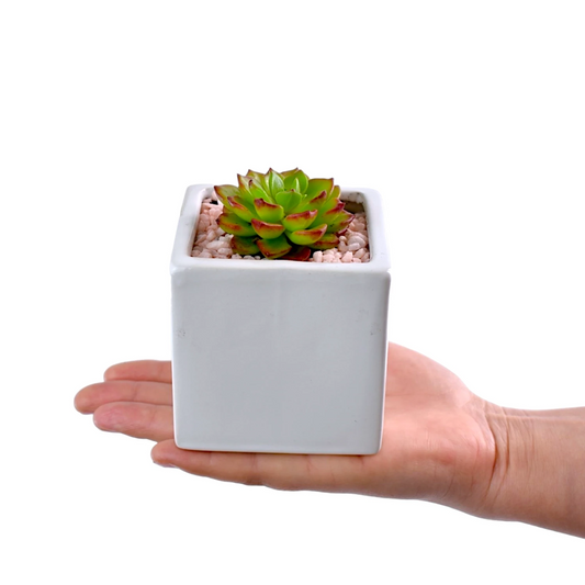 Succulent in Square White Ceramic