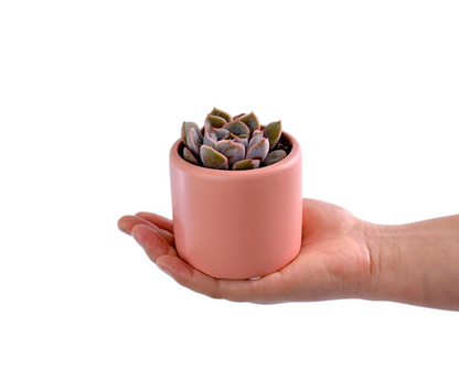 Potted Succulent Plant - Sydney Only