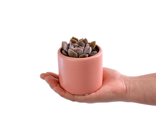 Succulent in Pink pot - Office Flower