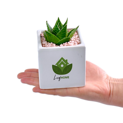 Succulent with custom sticker logo