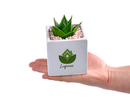 Succulent with custom sticker logo