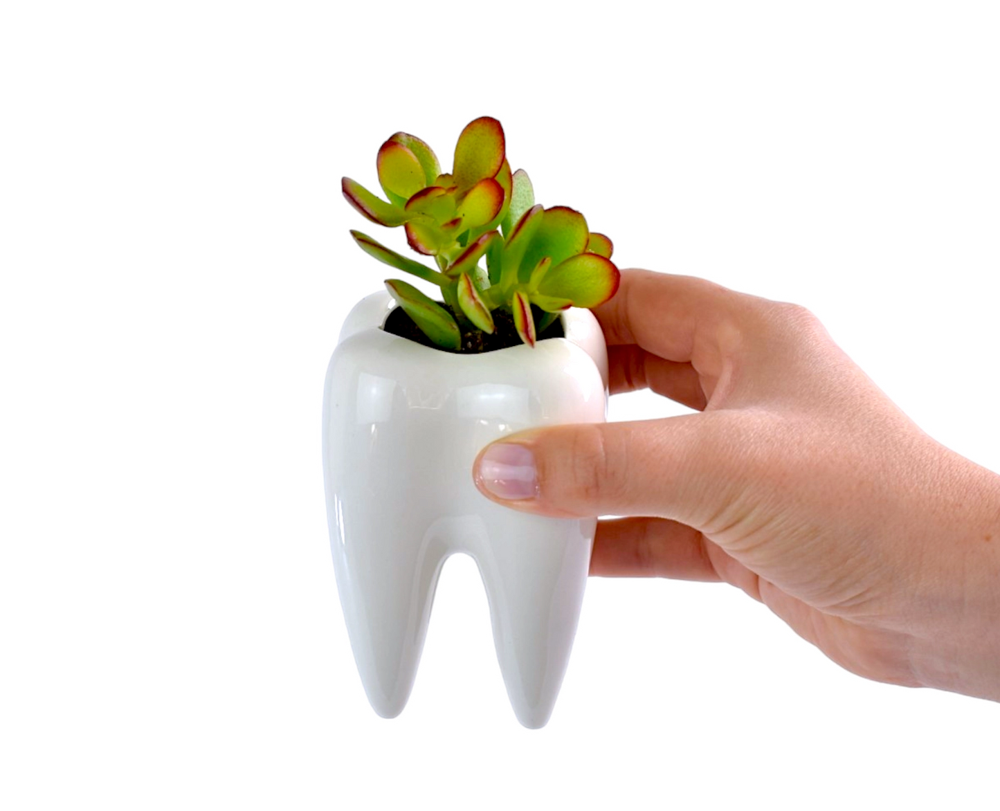 Succulent in teeth