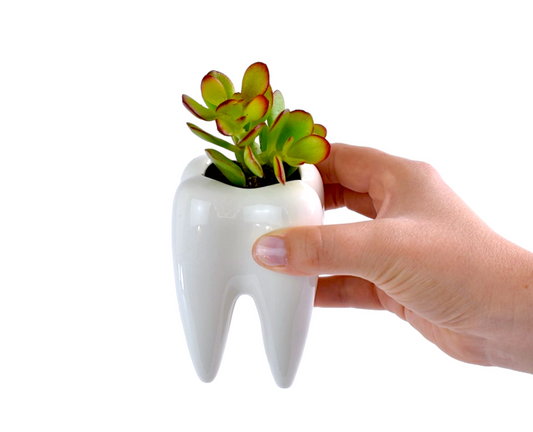 Succulent in teeth