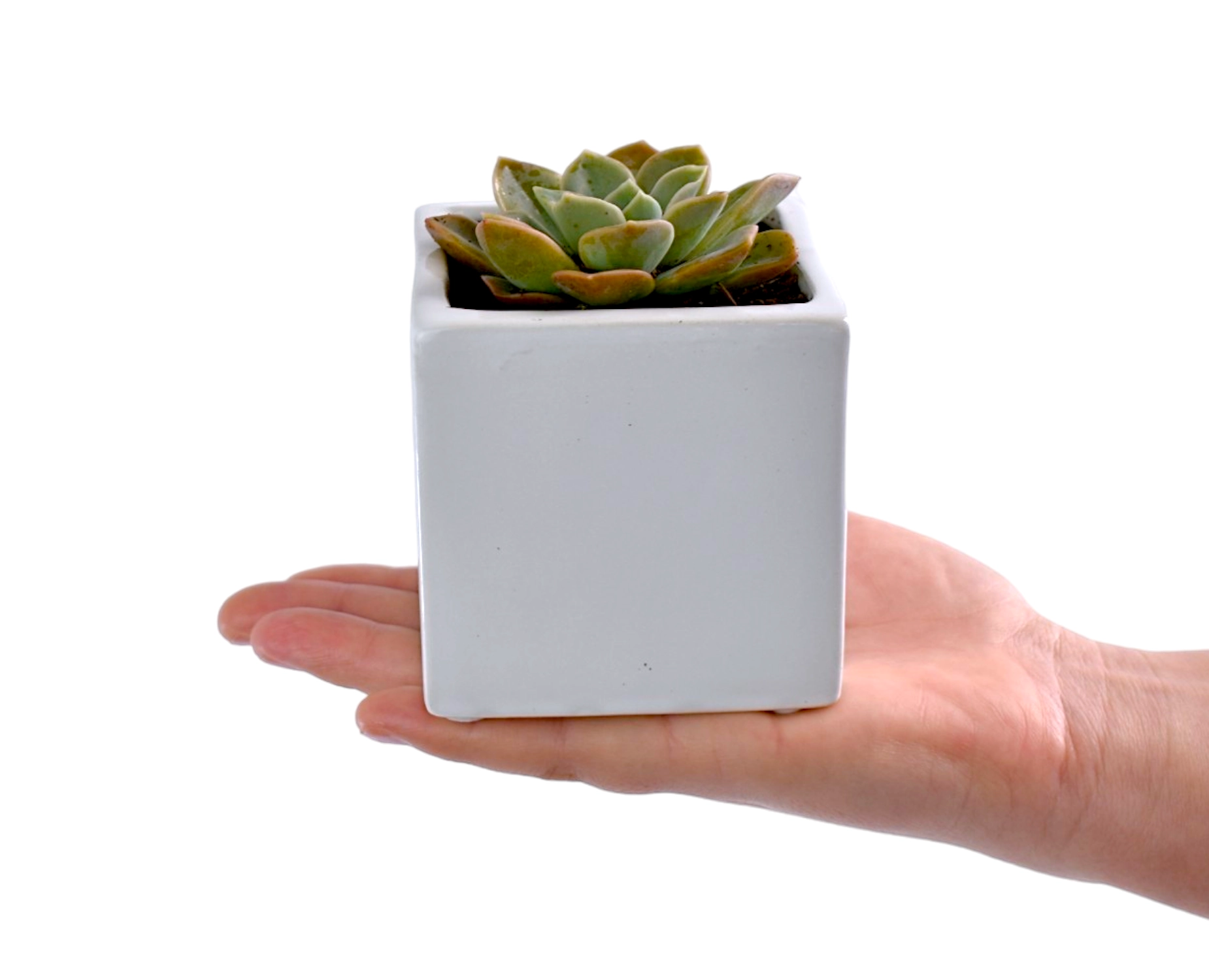 Small succulent plant in a white pot held in a hand against a white background