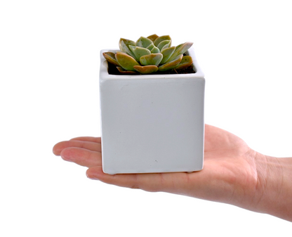 Small succulent plant in a white pot held in a hand against a white background
