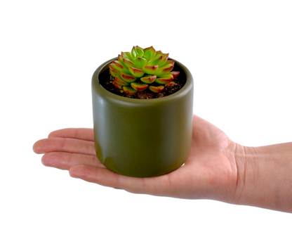 Succulent in Green Pot