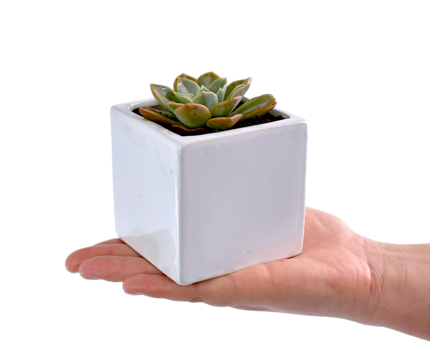 Small succulent plant in a white pot held in a hand against a white background