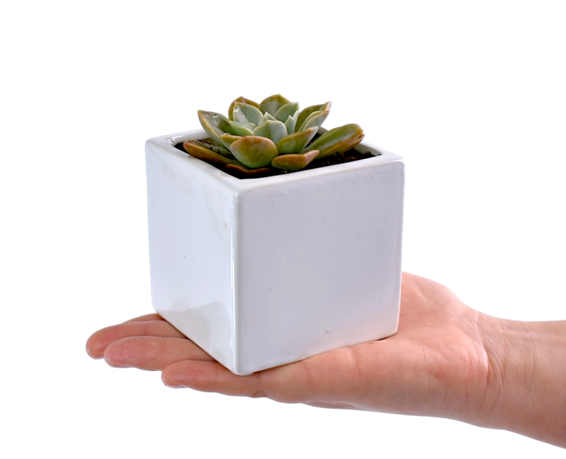 Small succulent plant in a white pot held in a hand against a white background