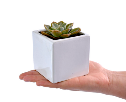 Small succulent plant in a white pot held in a hand against a white background
