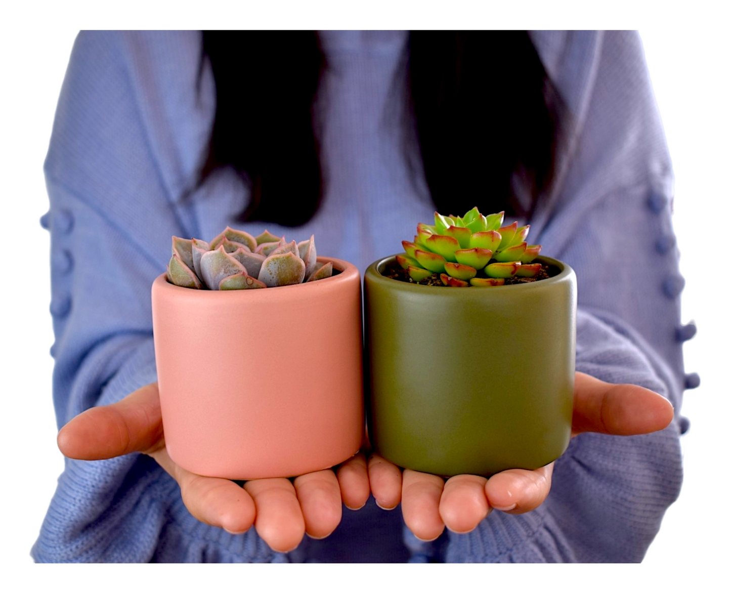 Plant Gifts in Green and pink pot