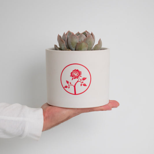 Corporate Gift Succulent in Large Branded Ceramic Pot