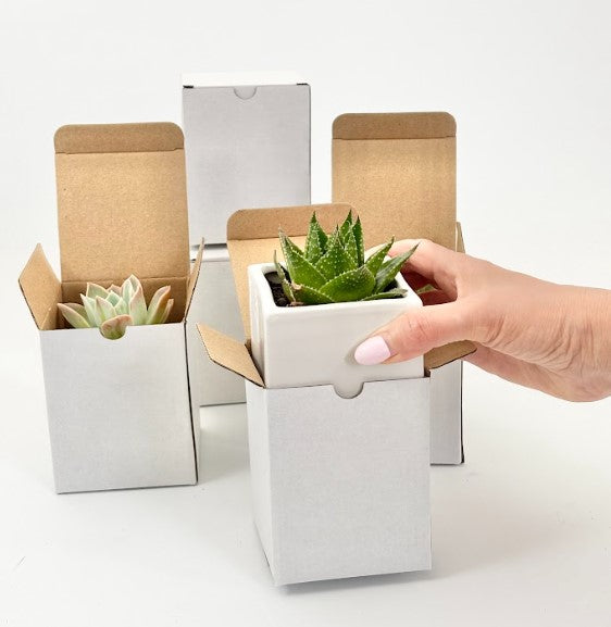 White Gift box for Succulents - Office Flower