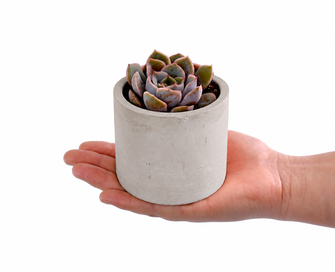Succulent in a Cement grey Pot