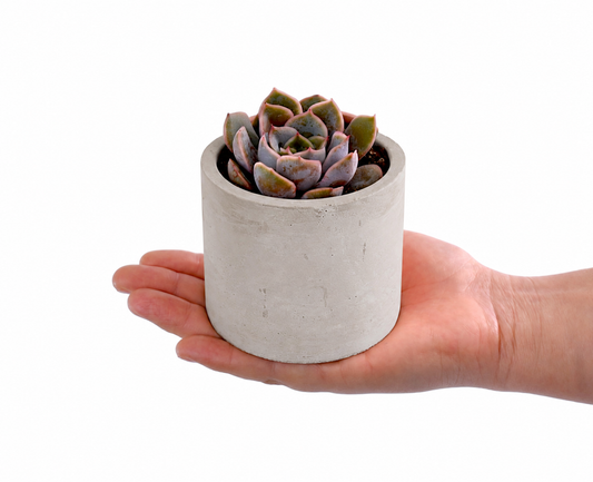 Succulent in a Cement grey Pot