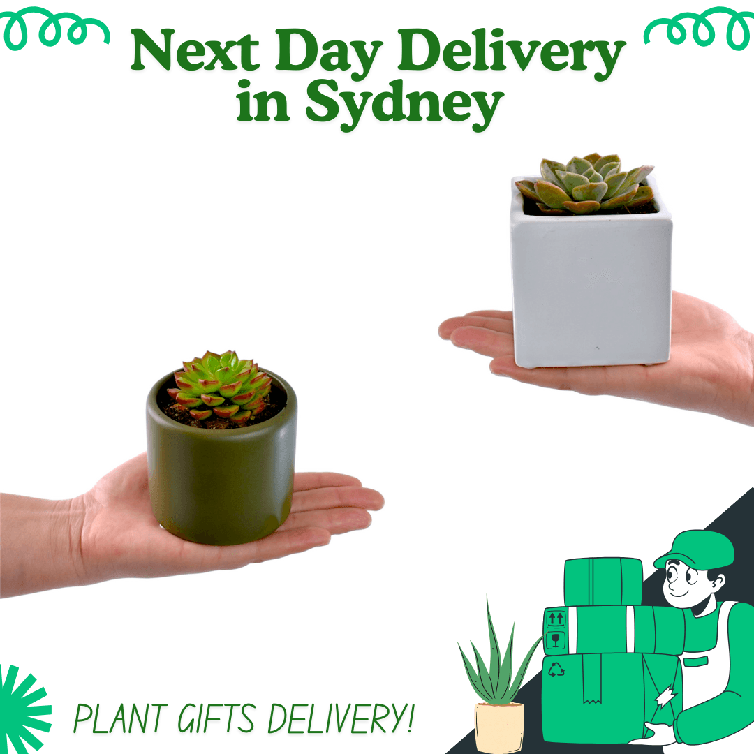 Succulent Gifts - Next Day Delivery - Sydney Only - Office Flower