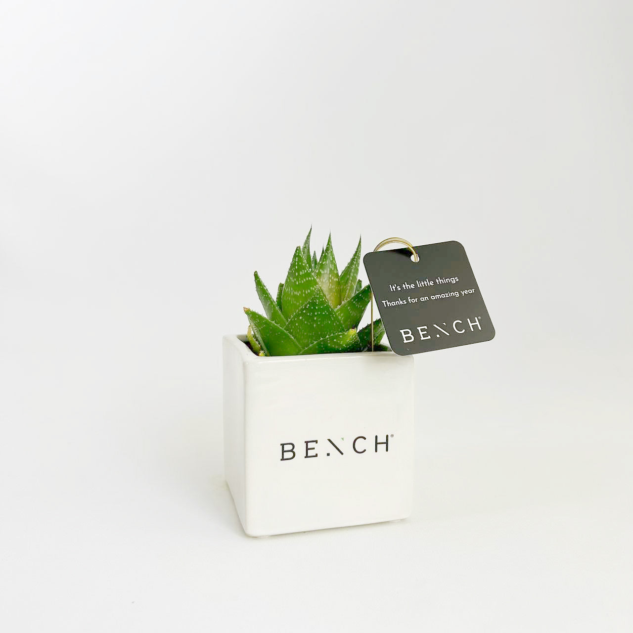 Branded Succulent gift