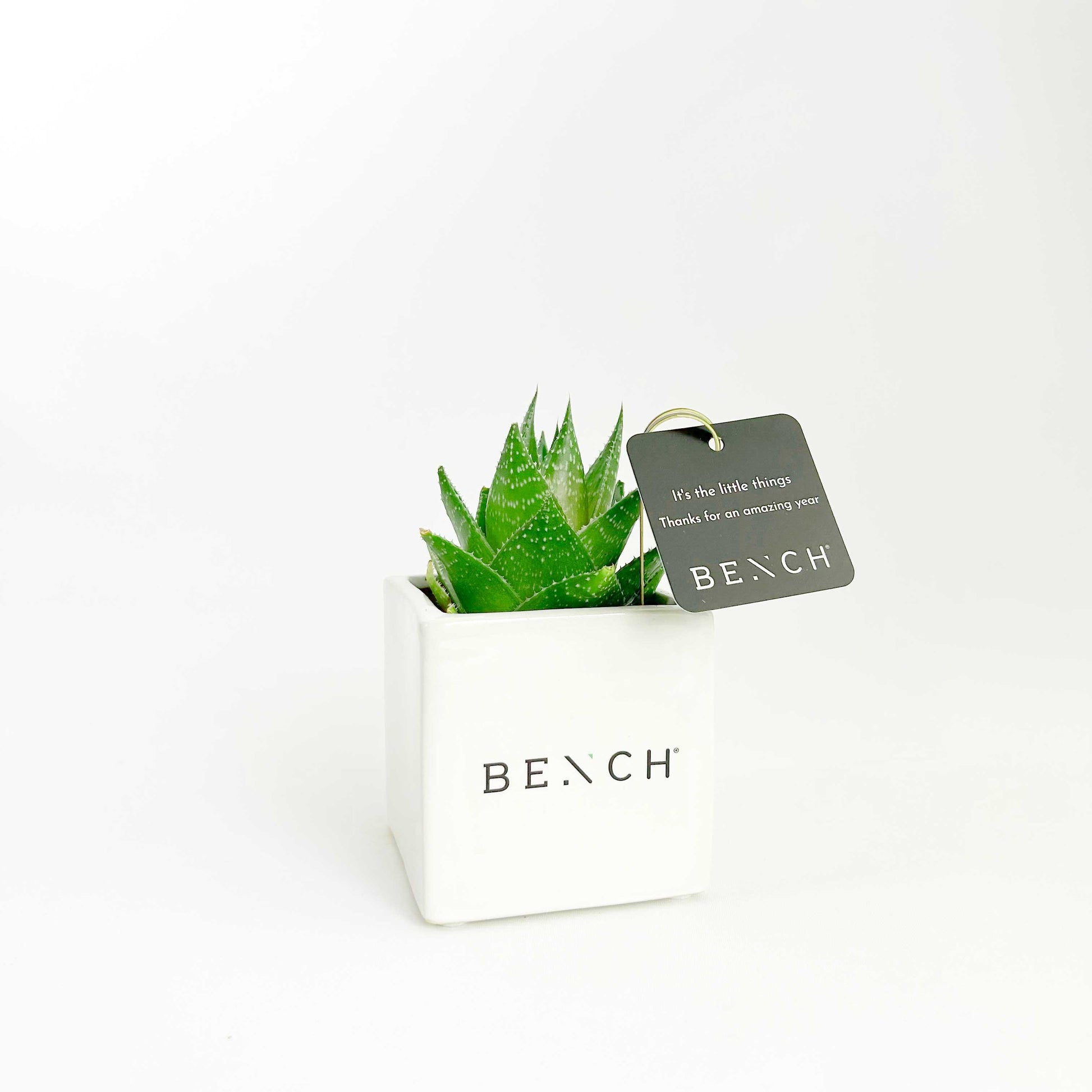 Succulent in Cube Ceramic Pot with Gift Box - Office Flower