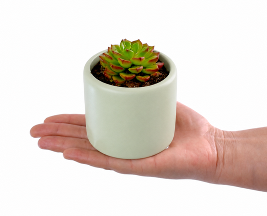 Succulent in Green Pot - Office Flower
