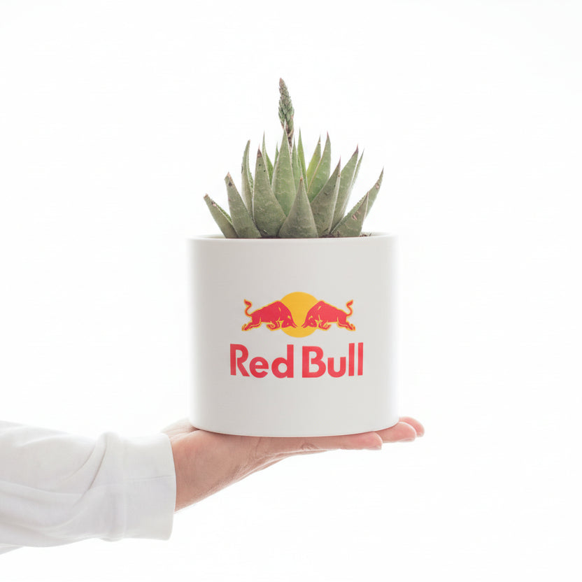 Personalised Succulent in Large Ceramic Pot