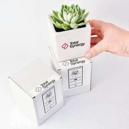 Hand holding a small potted succulent plant in a corporate-branded plant on a white background