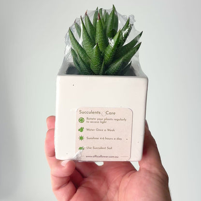 Branded Succulent in Ceramic Cube Pot with Gift Box