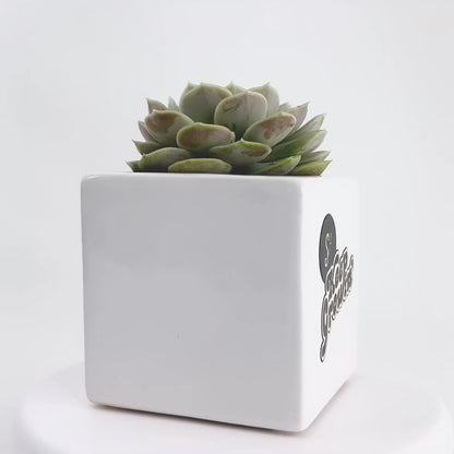 Branded plant gifts 