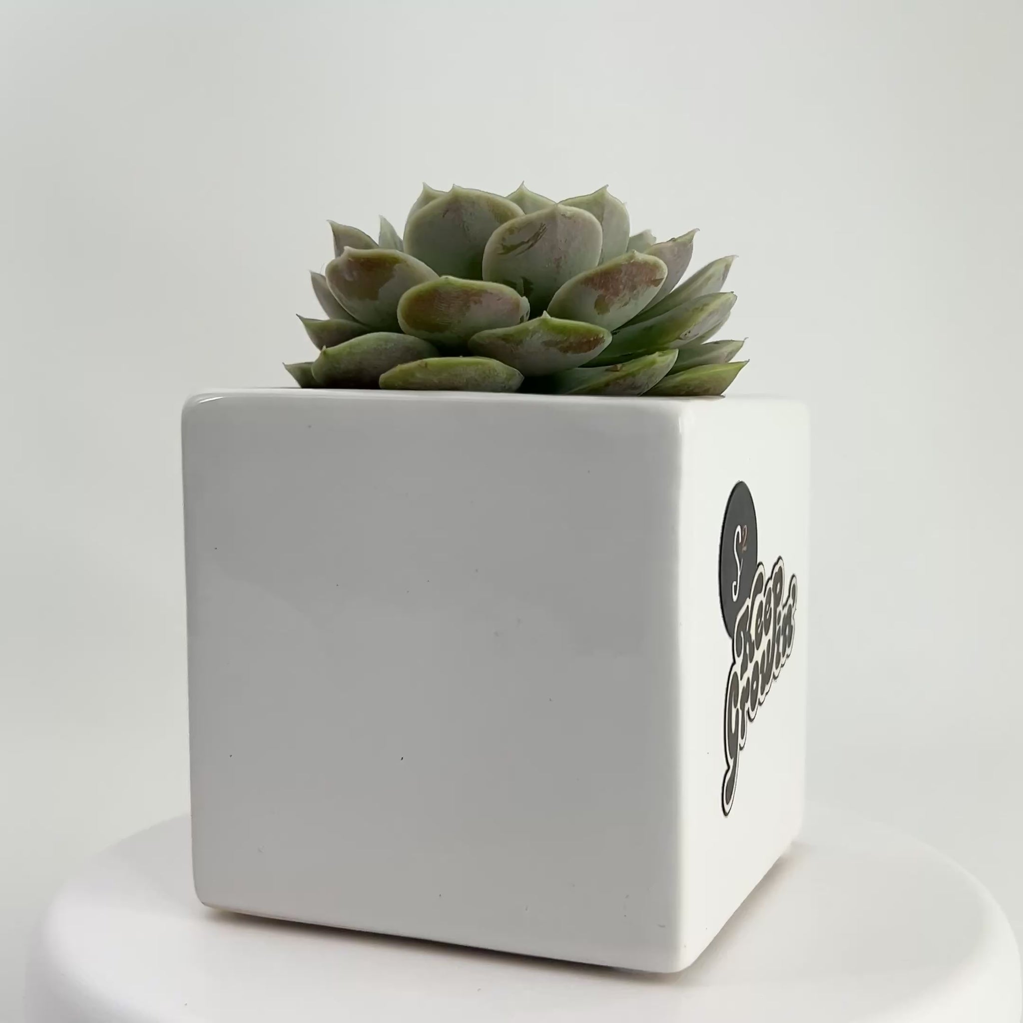 Succulents in a personalized pot 