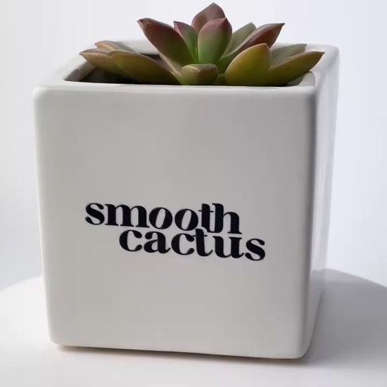 real plant gift with logo