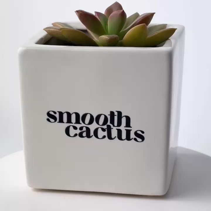 real plant gift with logo