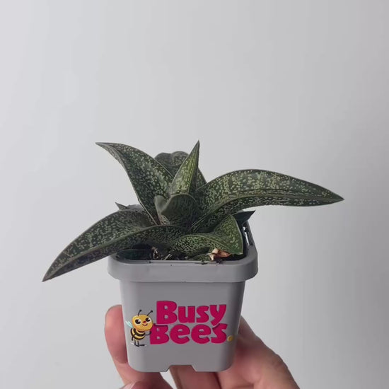 cheap plant gifts