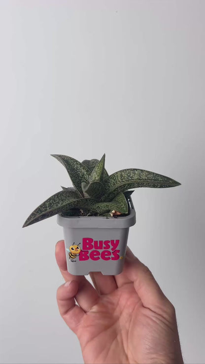 cheap plant gifts