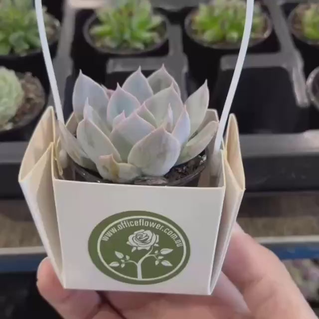 Succulent gift with logo 