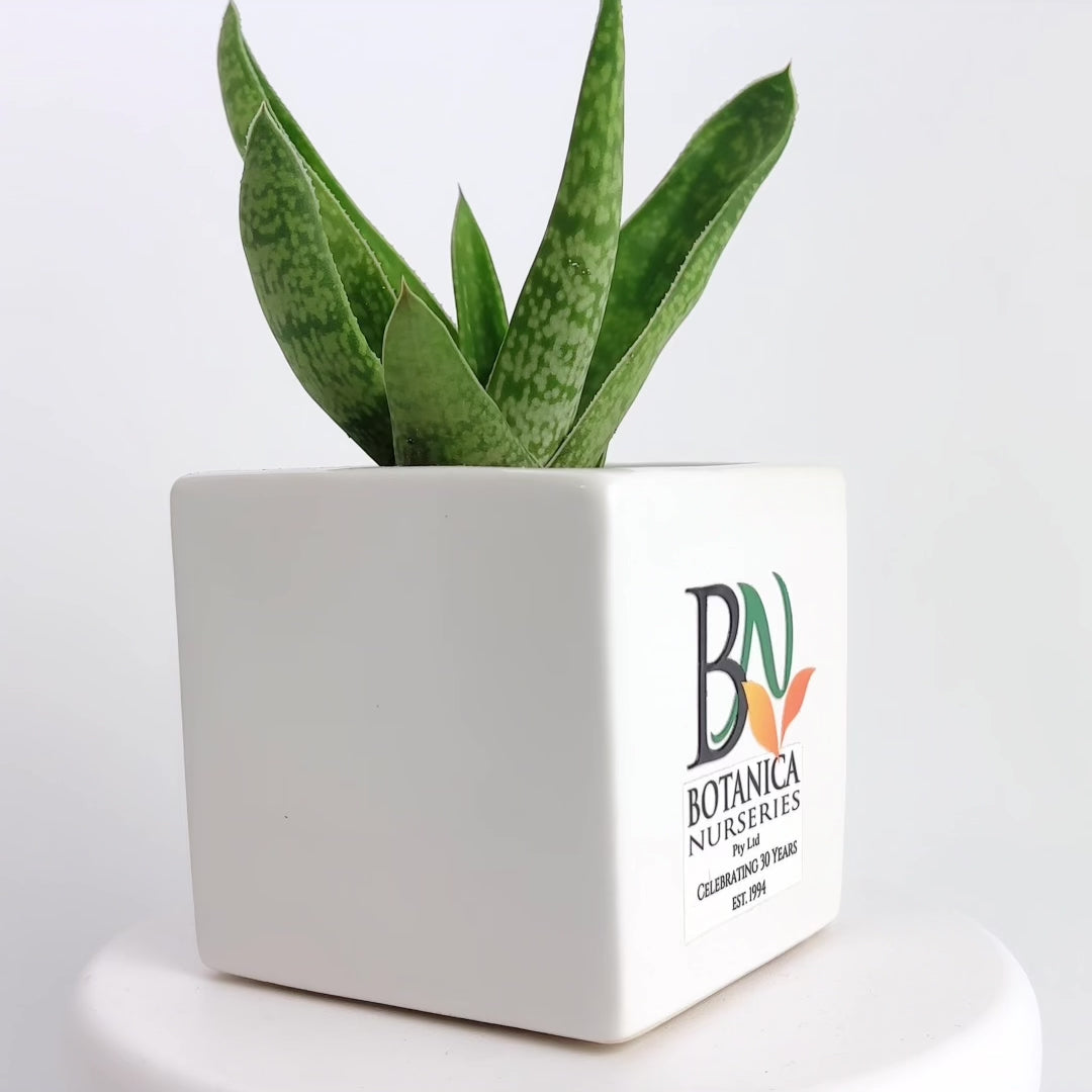 Succulents branded with logo 