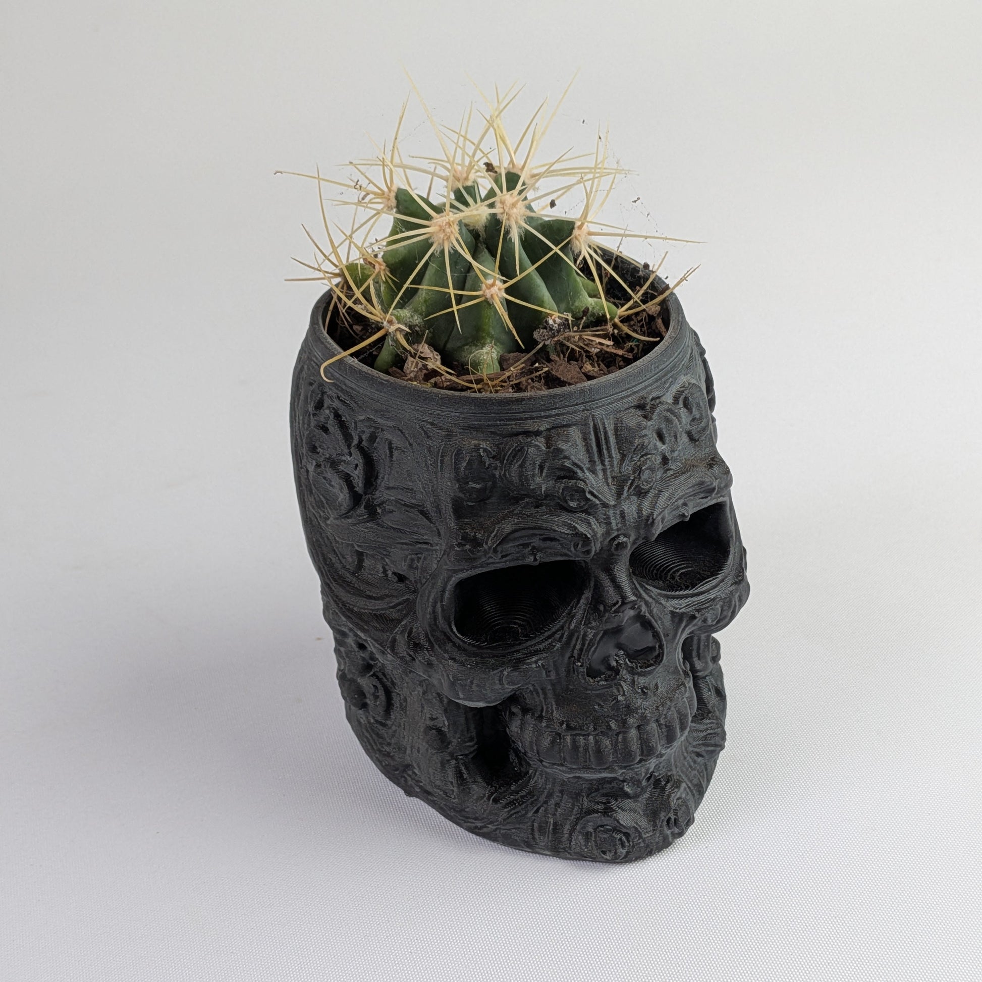 Skull-shaped planter with a cactus on a white background.
