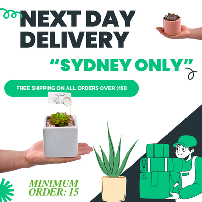 Sydney Plant Delivery 