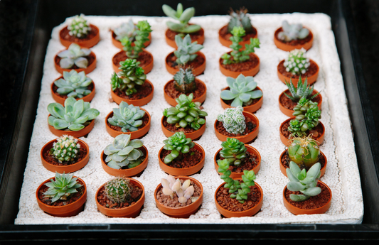 Succulent Mix Trays