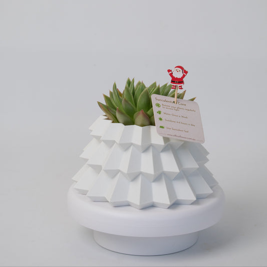 White tiered Christmas tree succulent pot with a green rosette succulent