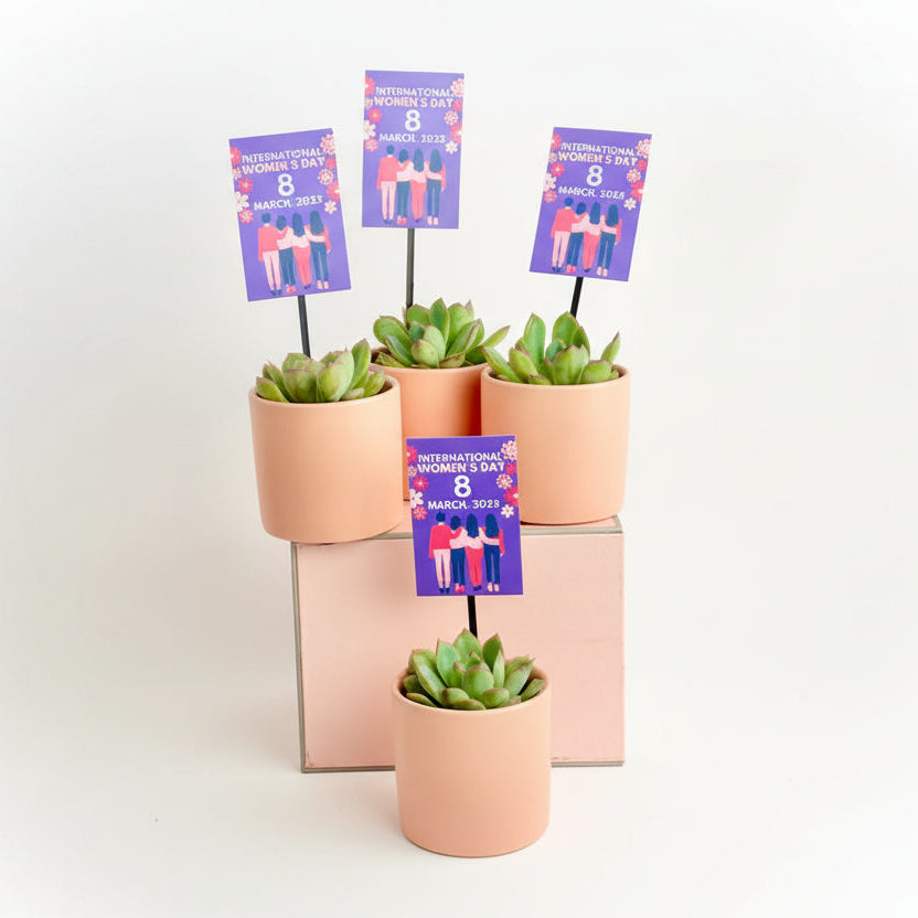 Set of potted succulents with International Women's Day cards on a light gray background
